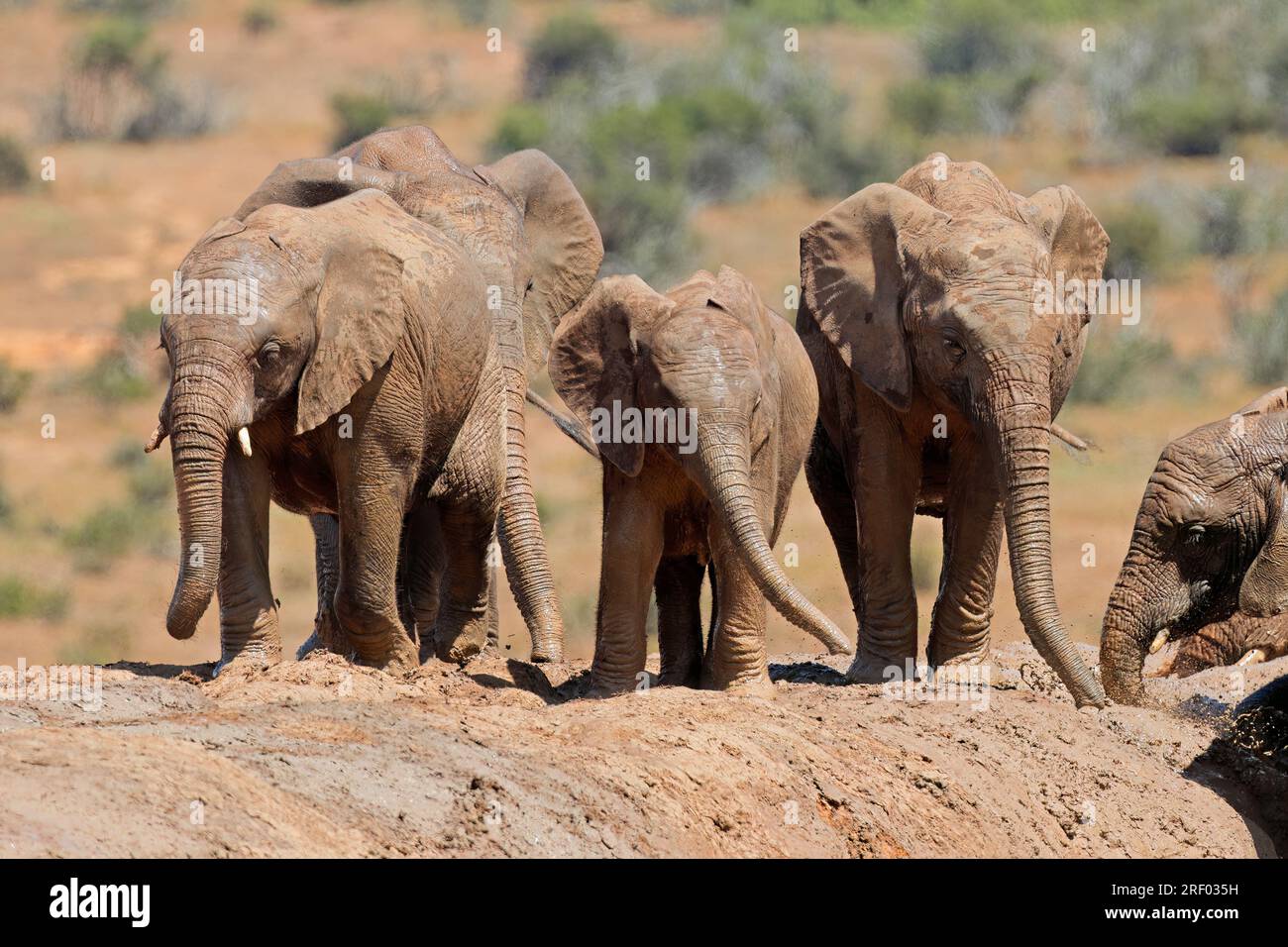 Junge afrikanische Elefanten (Loxodonta africana), die im Schlamm spielen, Addo Elephant National Park, Südafrika Stockfoto