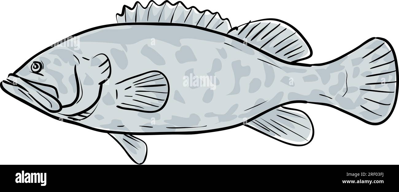 Zeichnungszeichnung im Cartoon-Stil, Darstellung eines atlantischen Goliath-Gruppers oder Epinephelus itajara, Juwelenfische aus dem Golf von Mexiko auf isoliertem weißem B Stockfoto