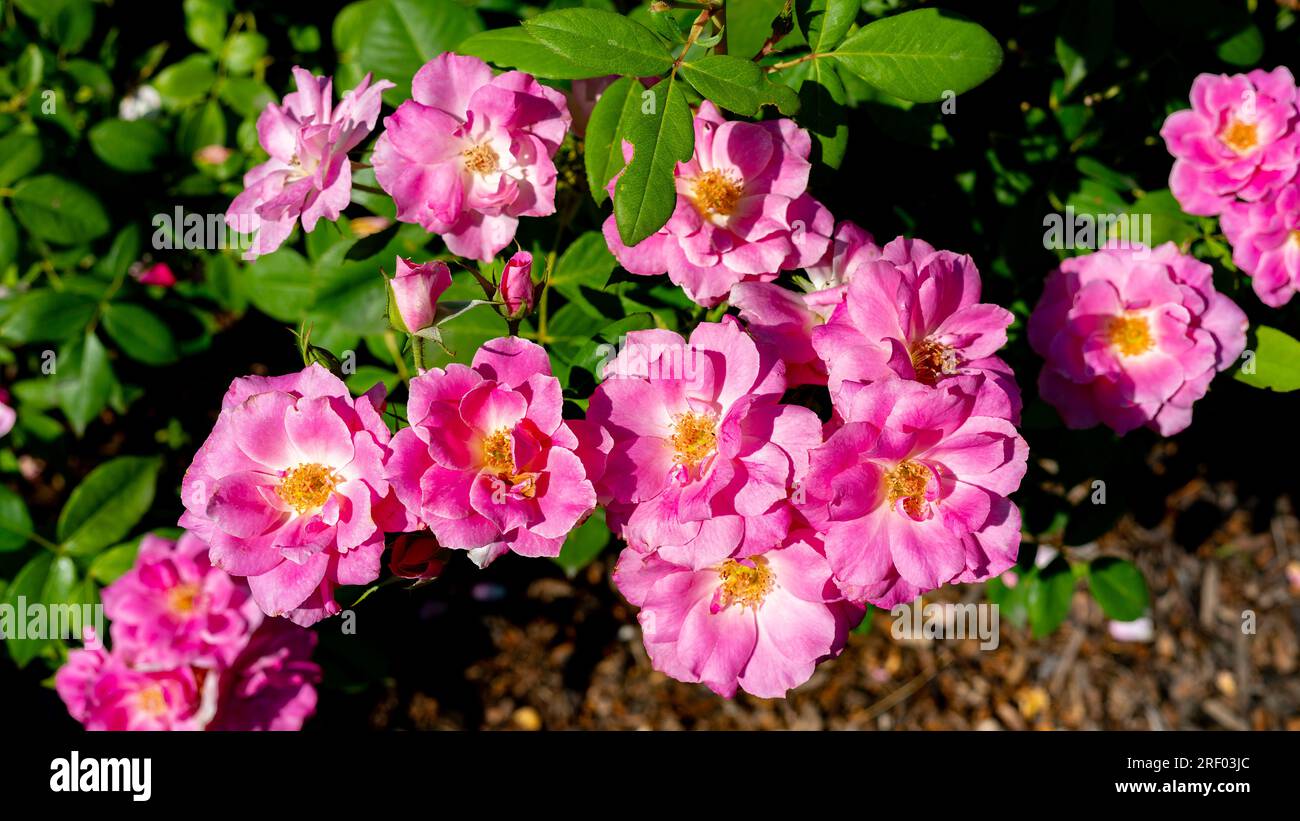 Blühende duftende Rosen in einem Stadtpark in Boise Idaho Stockfoto