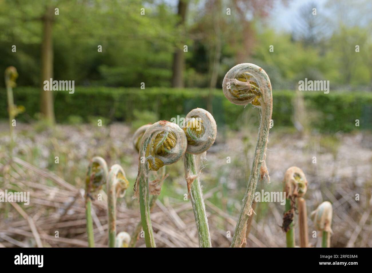 Werk - Royal Fern - Osmunda regalis. Europa. Mai Stockfoto