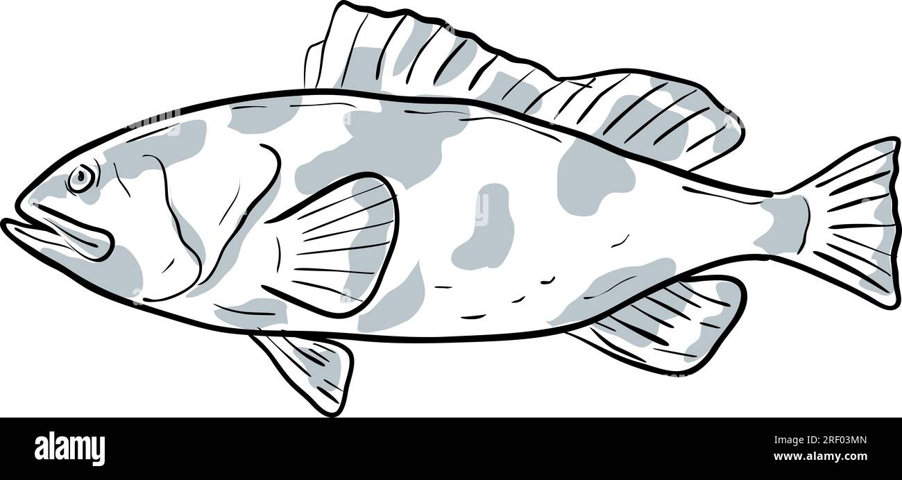 Zeichnungszeichnung im Cartoon-Stil, Darstellung eines Roten Groupers oder Epinephelus Morio, Grouper, Cherna americana, Negerfisch aus dem Golf von Mexiko auf Isolat Stockfoto