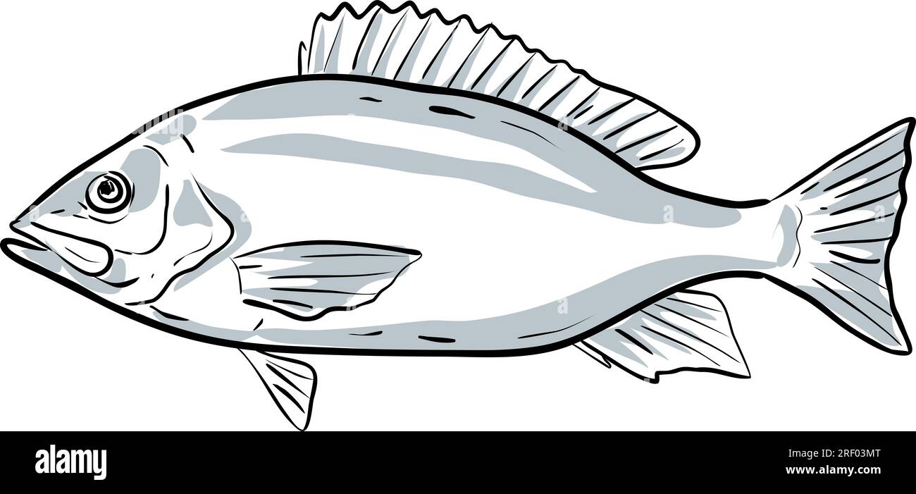 Zeichnungszeichnung im Cartoon-Stil, Darstellung eines Red Snapper oder Lutjanus campechanus Fisches im Golf von Mexiko auf isoliertem weißem Hintergrund. Stockfoto