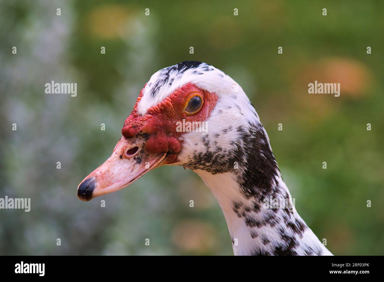 Weiße, schwarze und rote moschusente, die den Zuschauer aufmerksam ansieht. Stockfoto