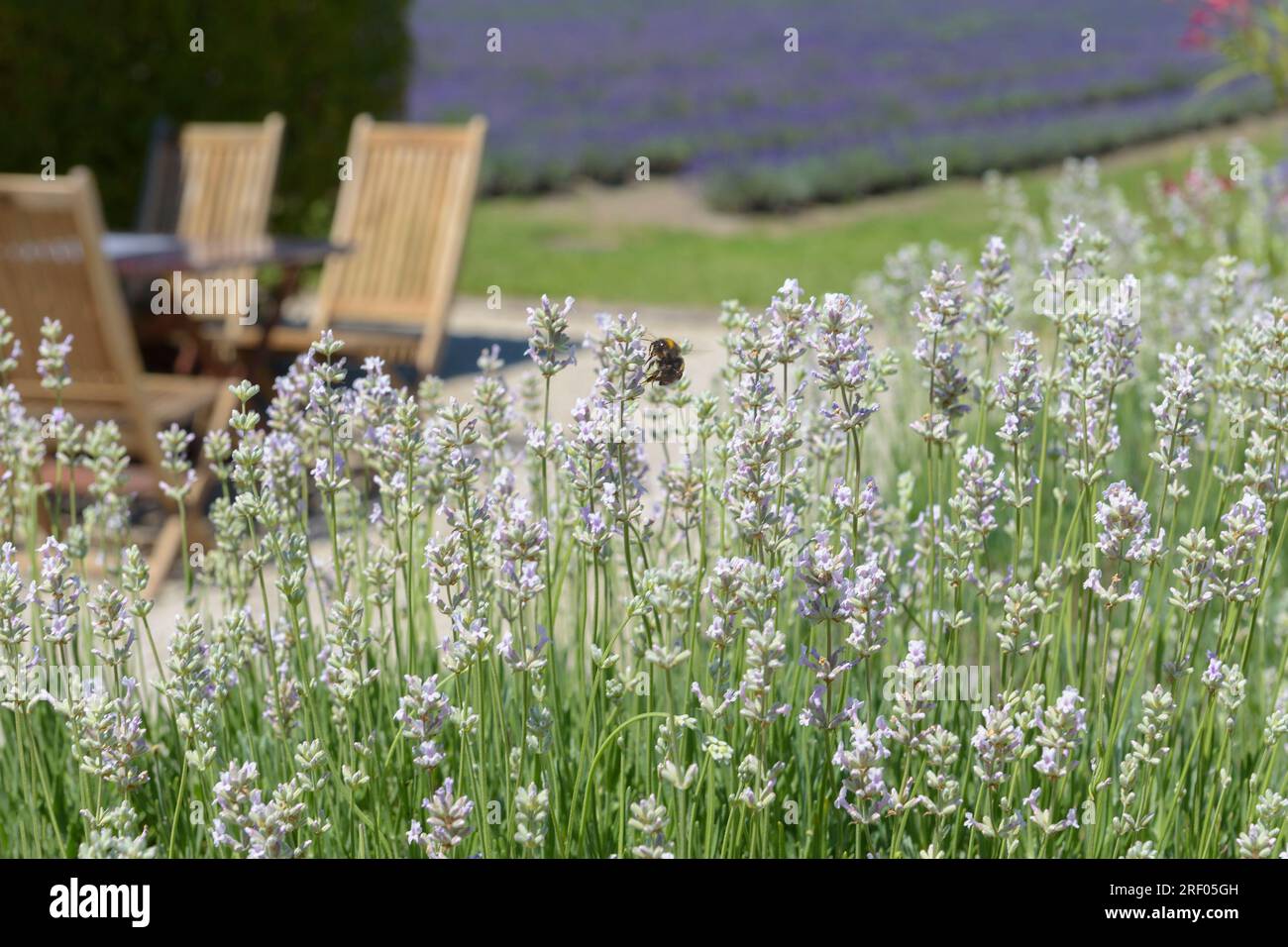 Biene auf Lavendelblumen. Lavendel - leichte Vielfalt Stockfoto