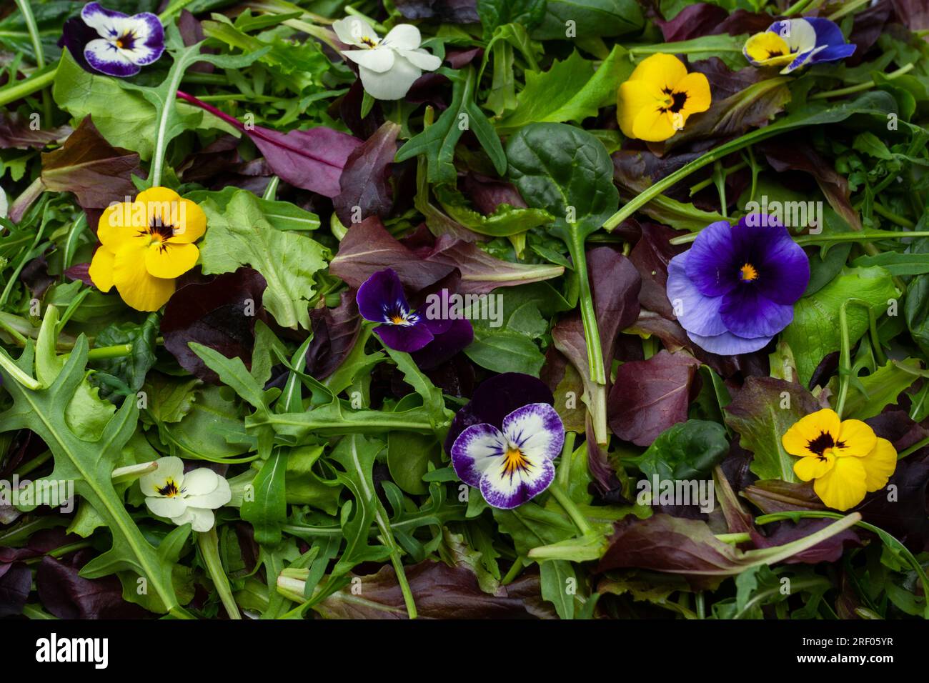 Frische Salatmischung mit essbaren Blumen. Stockfoto