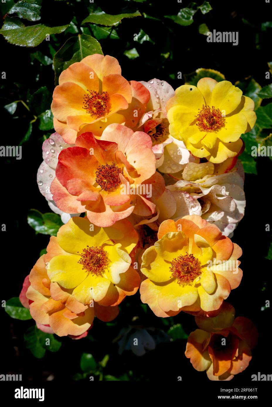 Wunderschöne, gelbliche Rosen in voller Blüte Stockfoto