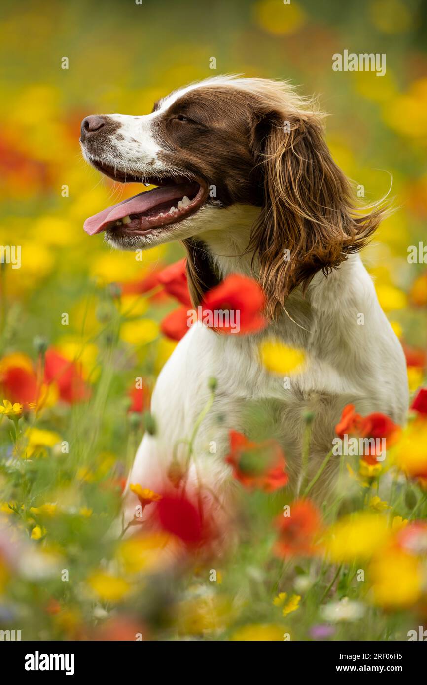 Englischer Springer Spaniel in Wildblumen Stockfoto