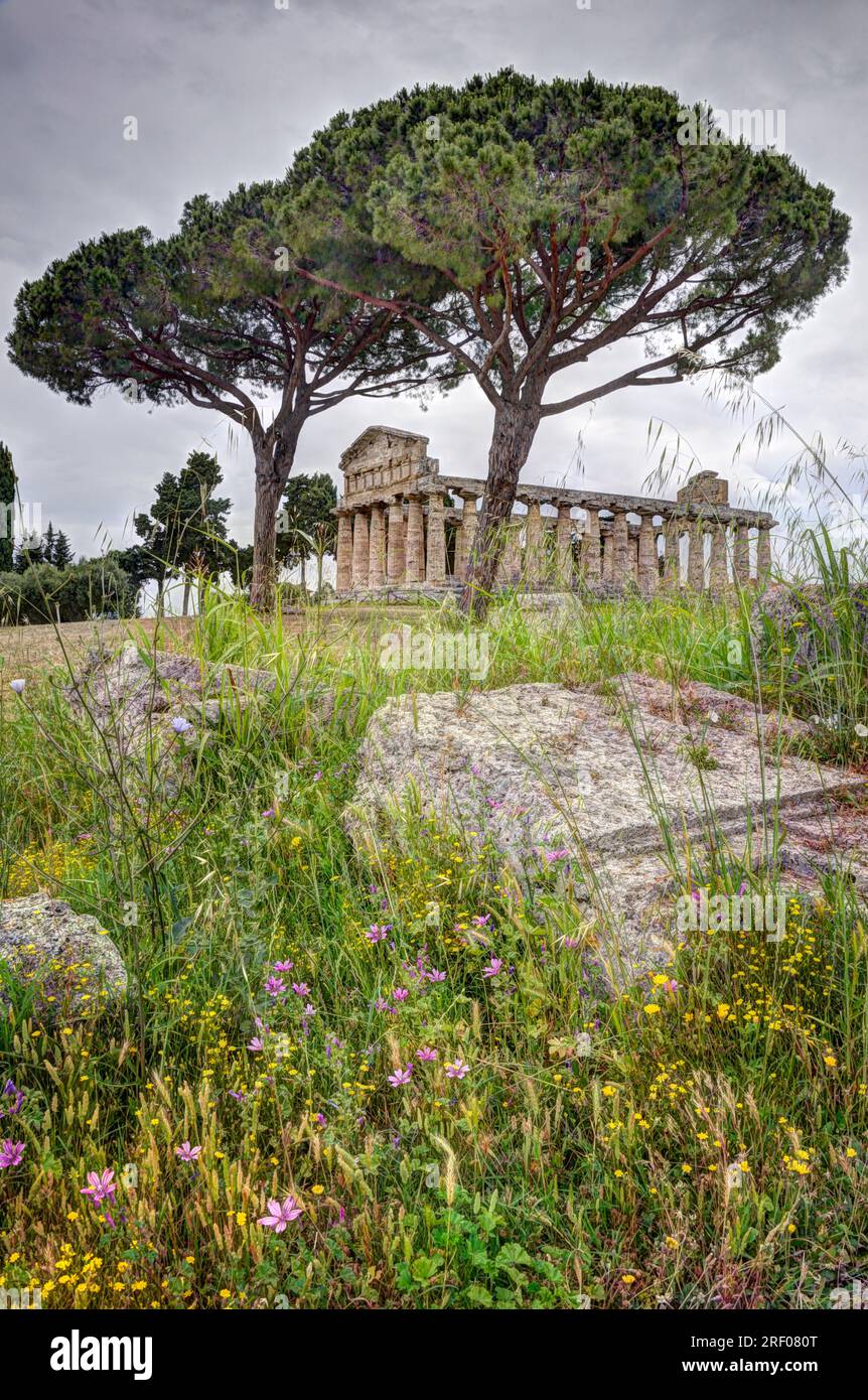 Griechischer Tempel der griechischen Göttin Athena (Minerva für die Römer) in Paestum, Italien, UNESCO-Weltkulturerbe. Wildblumen sind im Vordergrund zu sehen. Stockfoto