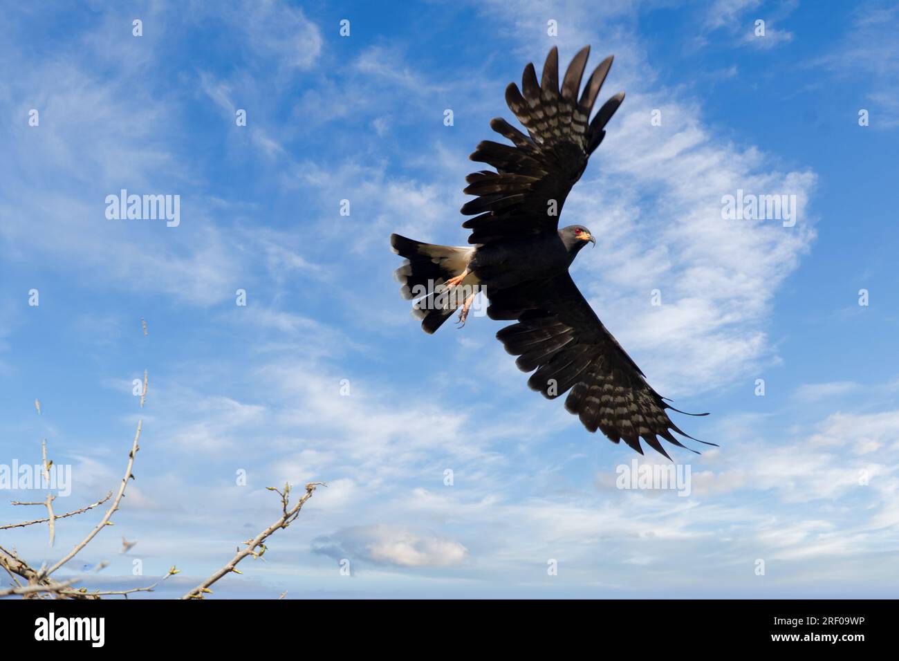 Falke bei Mumpocken kolumbien Stockfoto
