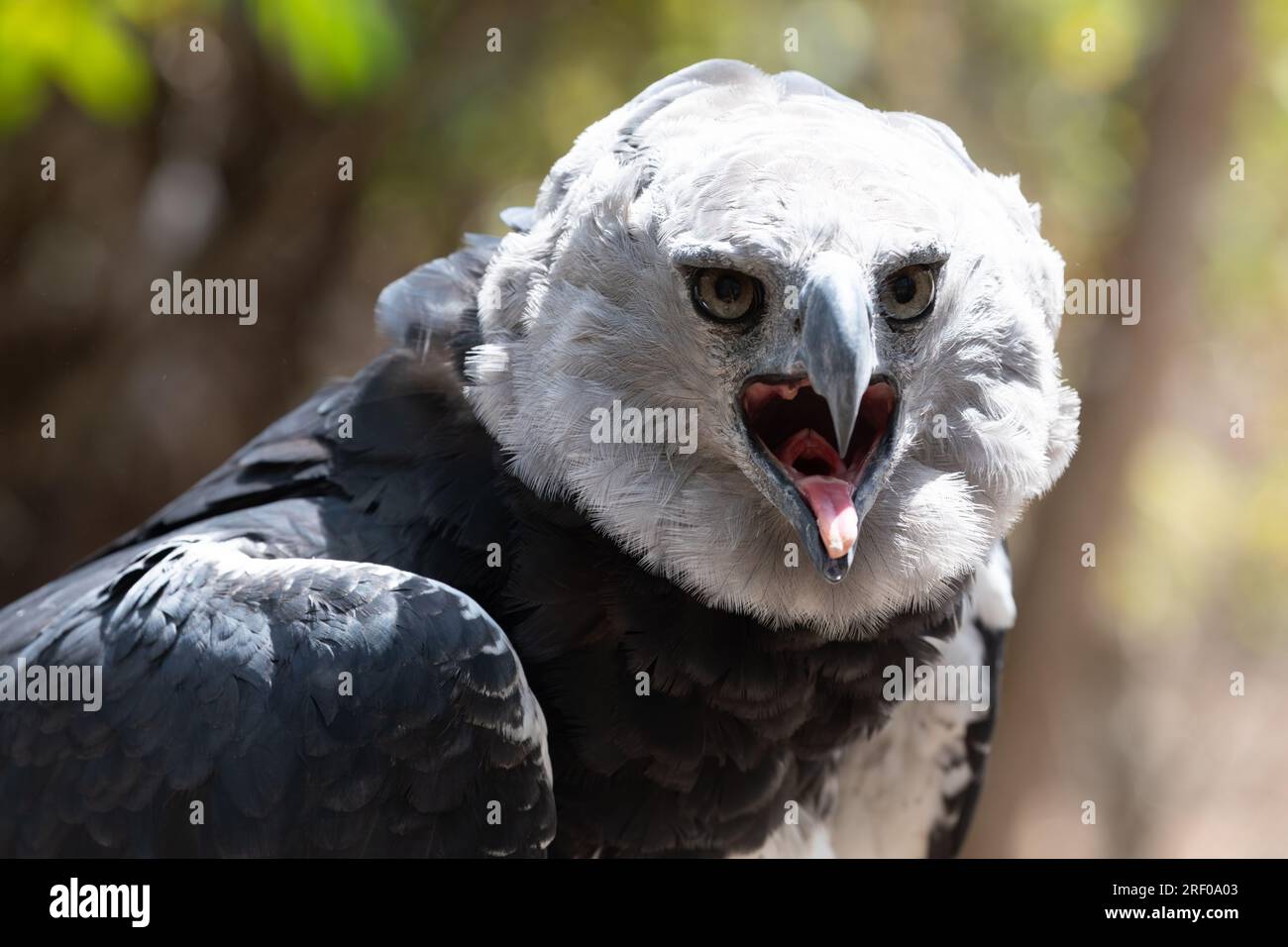 Harpyie Eagle in Columbia Südamerika Stockfoto