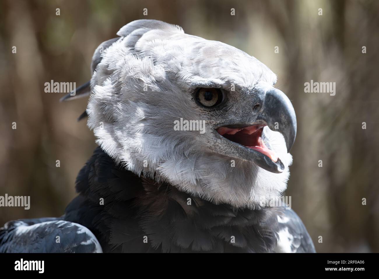 Harpyie Eagle in Columbia Südamerika Stockfoto