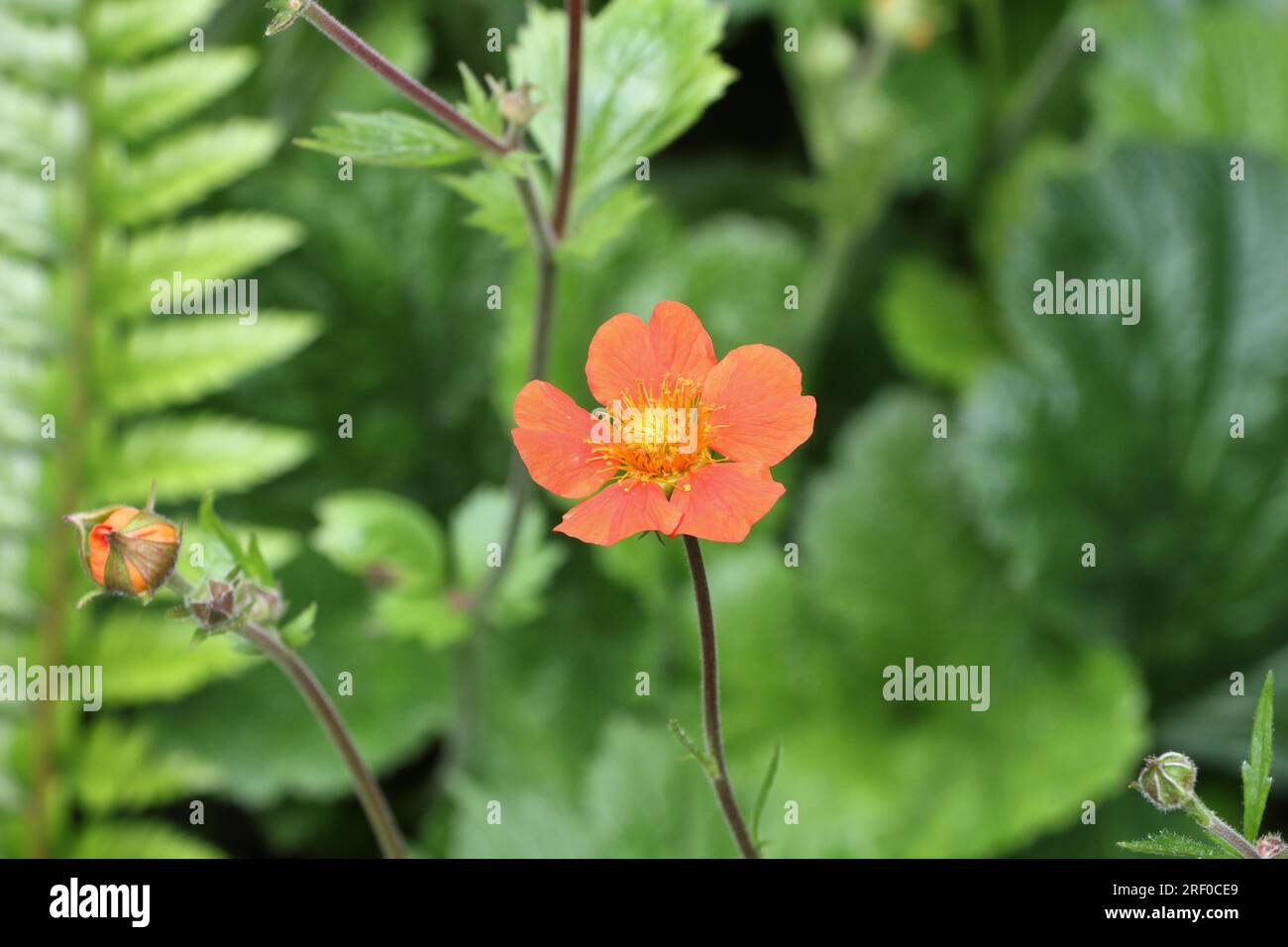 Geum Avens total Tangarine Rote Blume im Garten Stockfoto