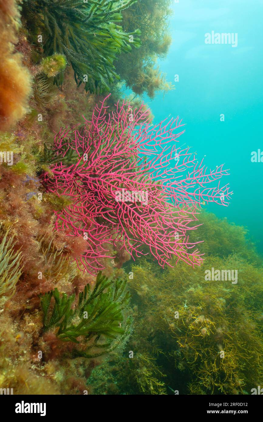 Weiche Korallen unter Wasser im Atlantik, arboreszierende gorgonische Leptogorgia sarmentosa, Naturszene, Spanien, Galicien Stockfoto