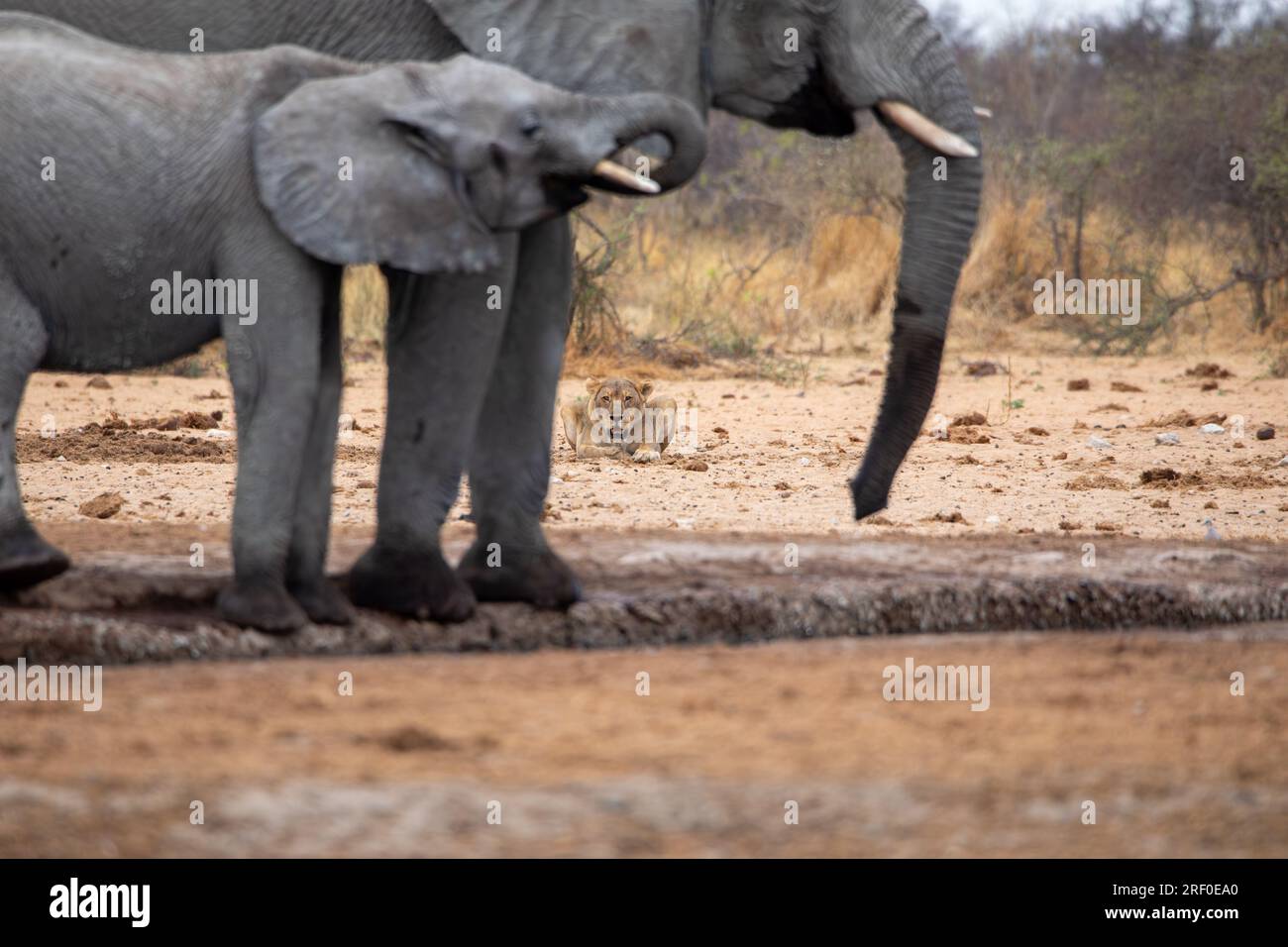 Elefanten mit Löwen im etosha-Nationalpark namibia. Stockfoto