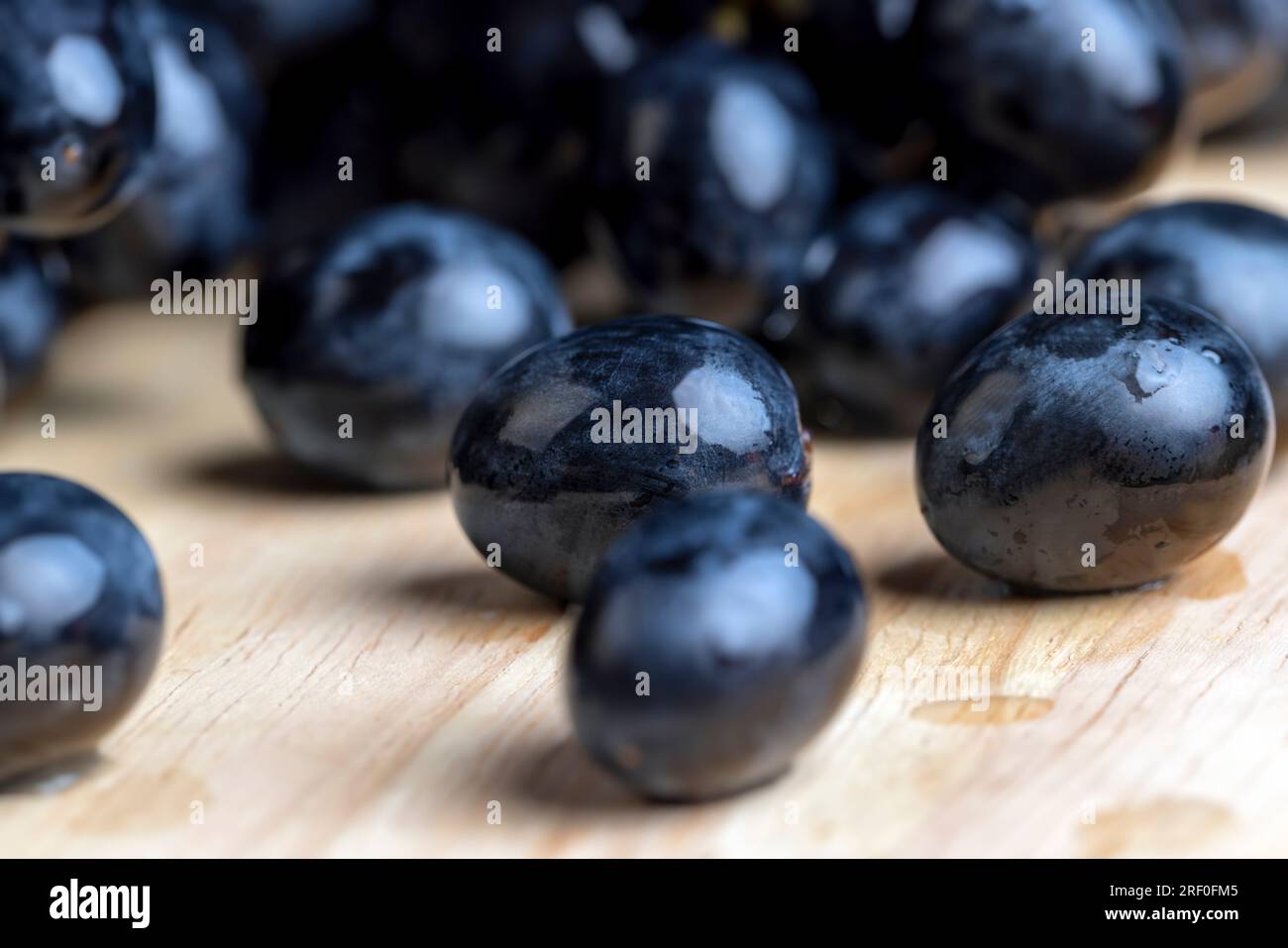 Blaue Trauben, die auf einem Weinberg angebaut wurden, und frische Trauben ungewaschen geerntet Stockfoto