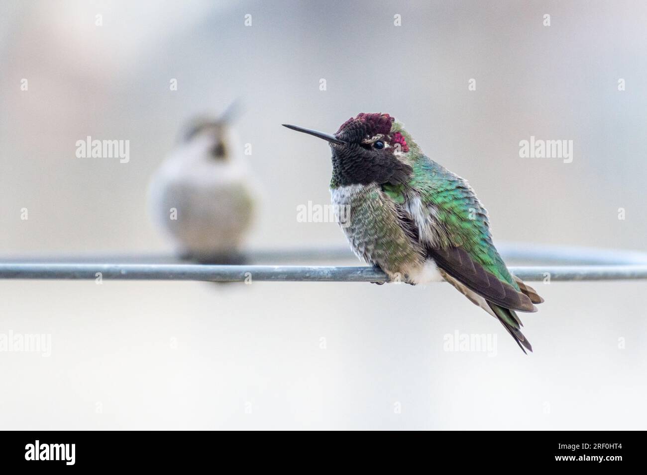 Zwei Annas Kolibris (Calypte anna) sitzen in einem Tomatenkäfig im Süden von Kalifornien. Stockfoto