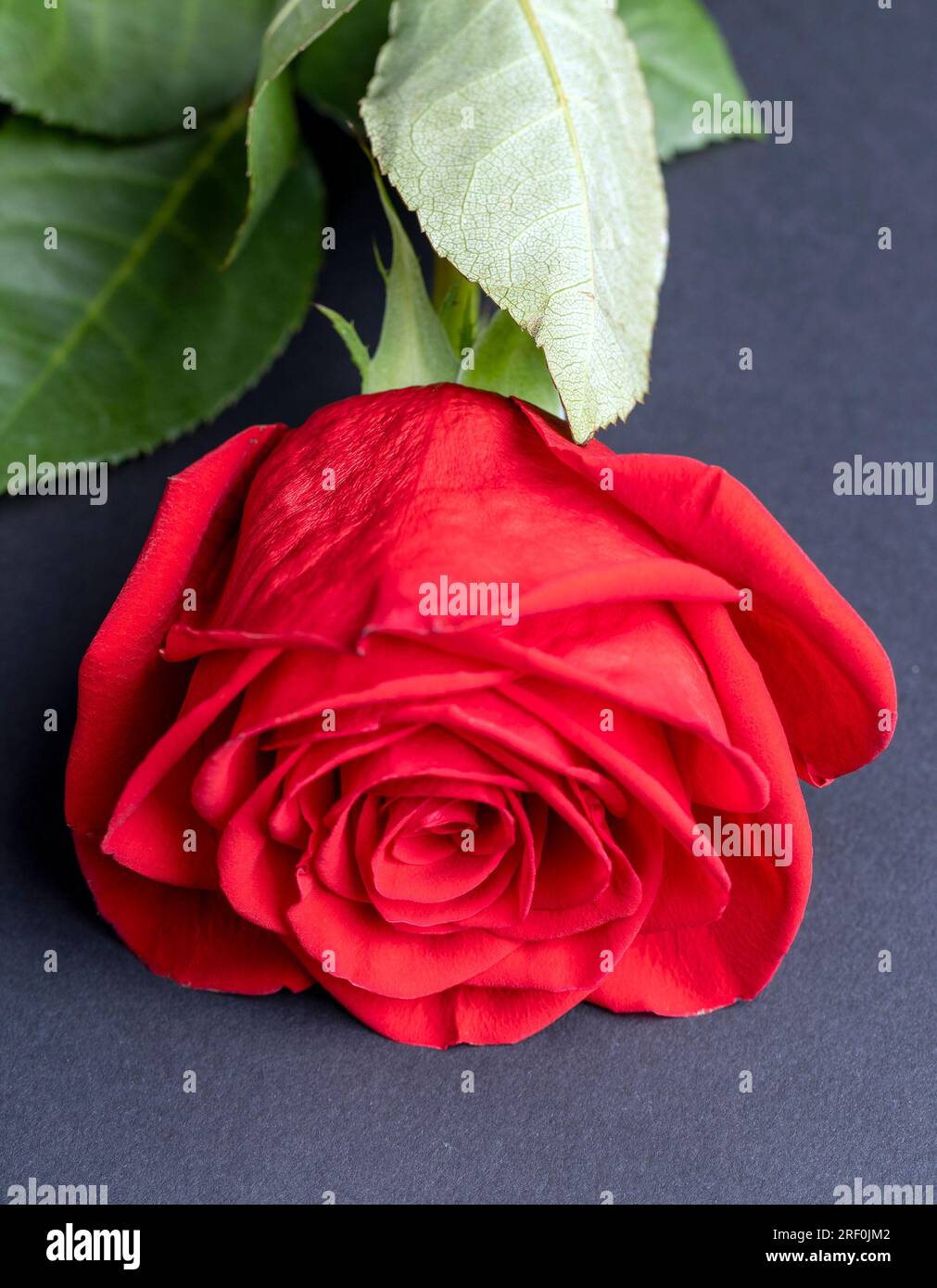 Eine wunderschöne rote Rose in Stücke geschnitten, eine wunderschöne rote Rosenblume in Stücke geteilt Stockfoto