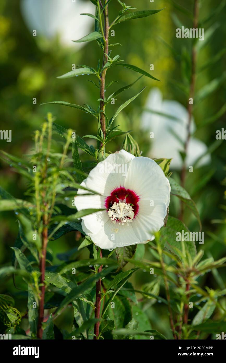 Hairy Rose Mallow, Hibiscus lasiocarpos im Osage Park. Der Osage Park ist ein städtischer Park, der als Freizeitziel in Bentonville, A, konzipiert wurde Stockfoto