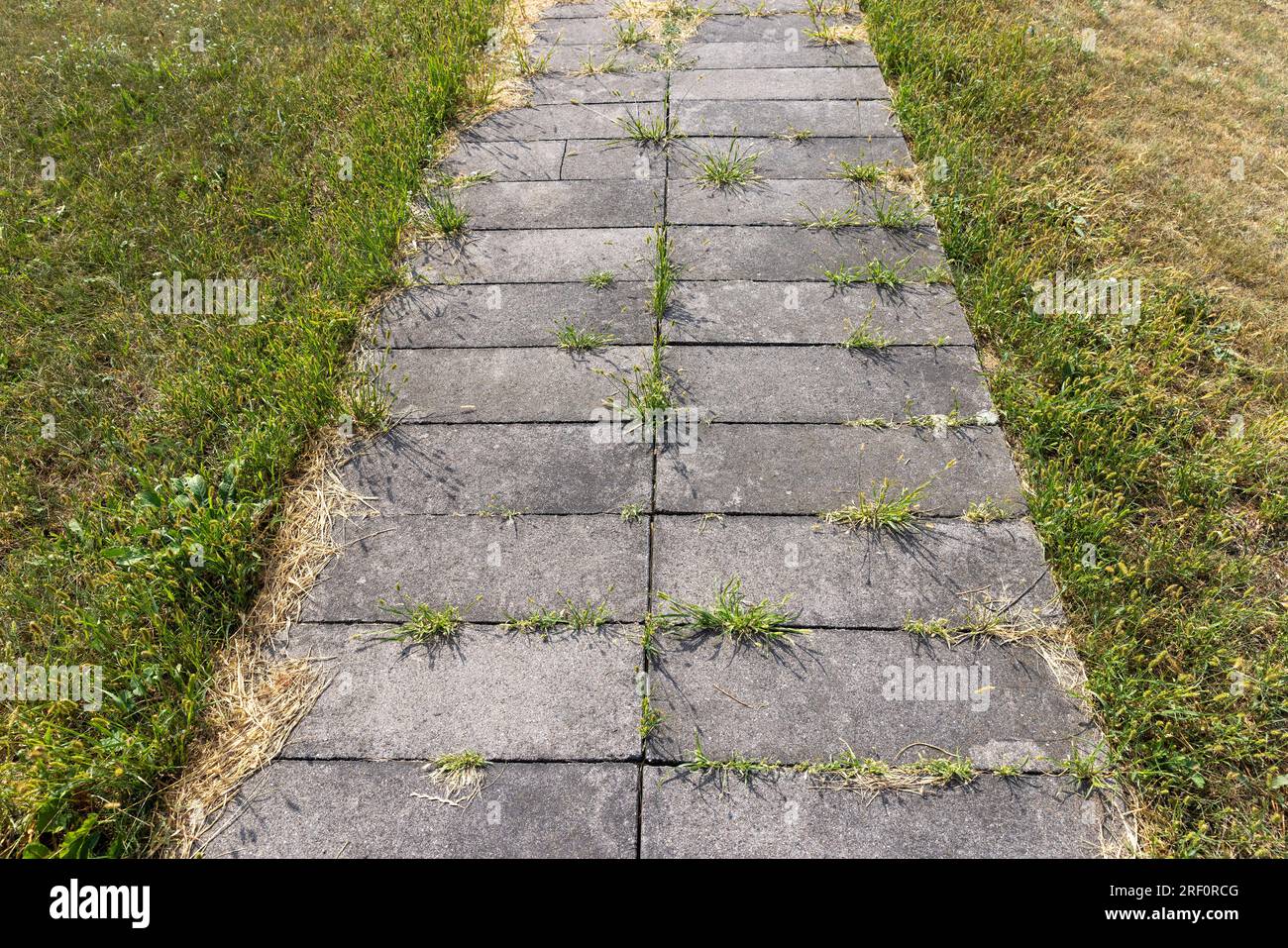 Details der Straße, auf der Gras durch die Fliesen wächst und Nähte in den Fliesen entstehen, ein Teil der Straße wird durch Gras und andere Pflanzen zerstört Stockfoto