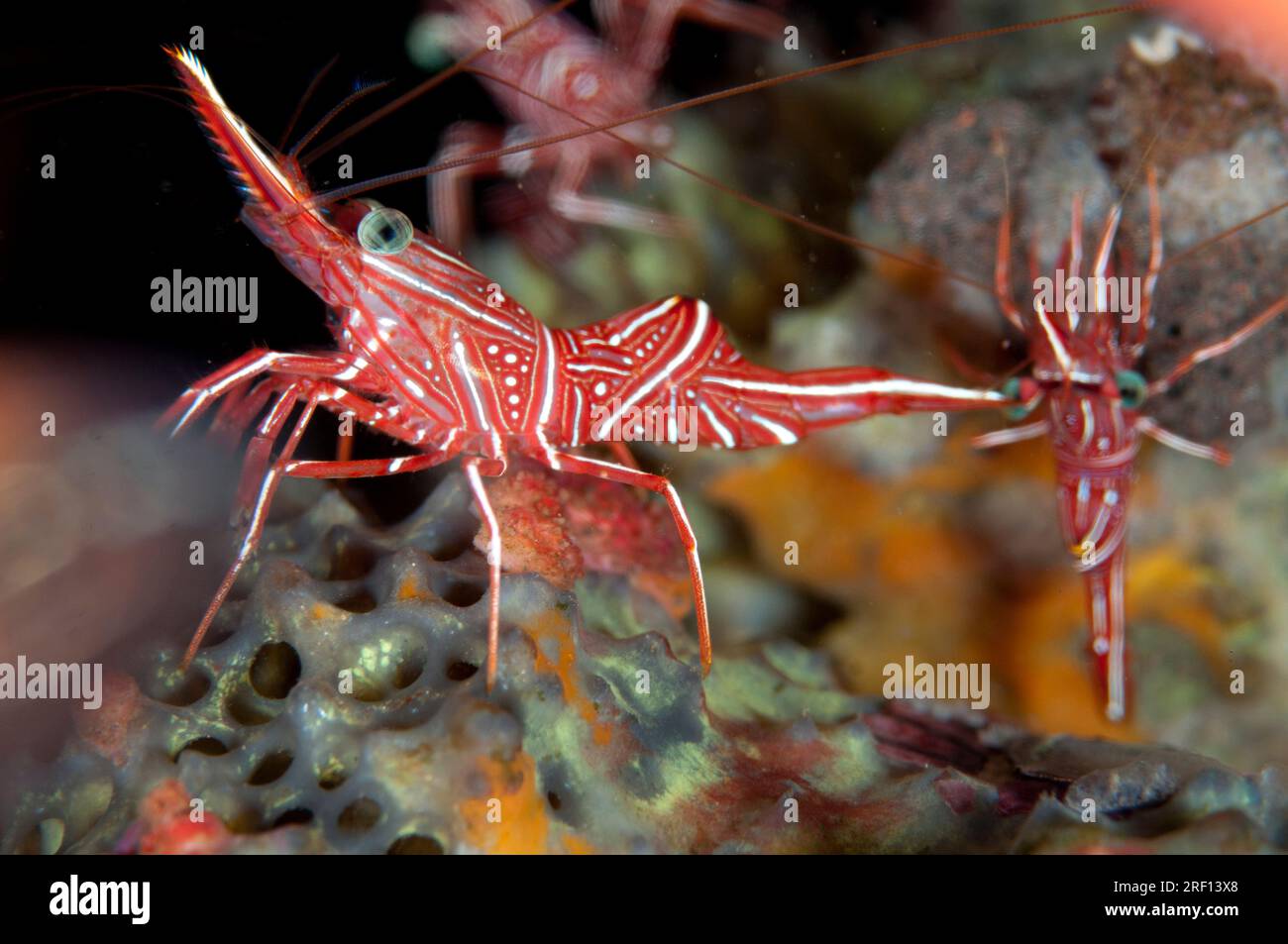 Tanzende Garnelen, Rhynchocinetes durbanensis, Seraya Beach Resort House Reef, Karangasem, Bali, Indonesien Stockfoto