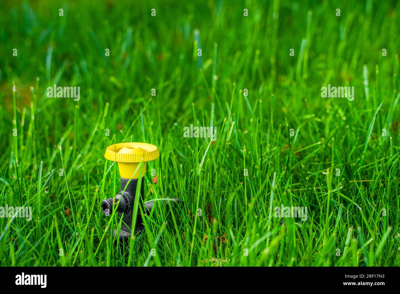 In einer Grünrasenfläche, Nahaufnahme, ist ein pilzartiger Sprinkler installiert. Universelle Bewässerung des Rasens im Garten im Sommer Stockfoto