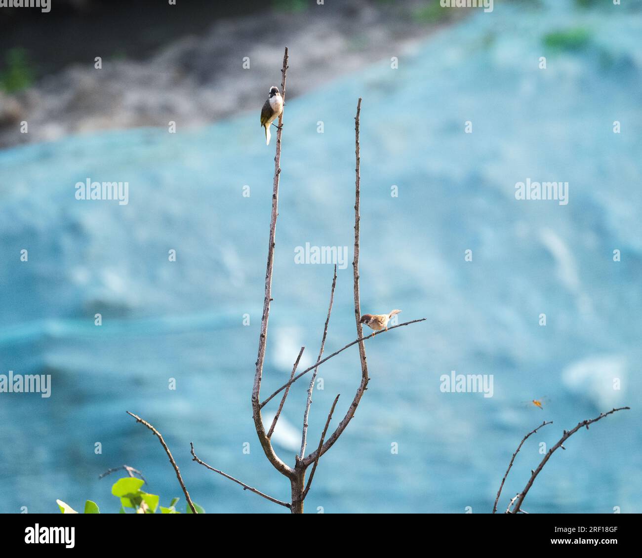 Der Spatz auf einem Ast an einem sonnigen Tag. Stockfoto