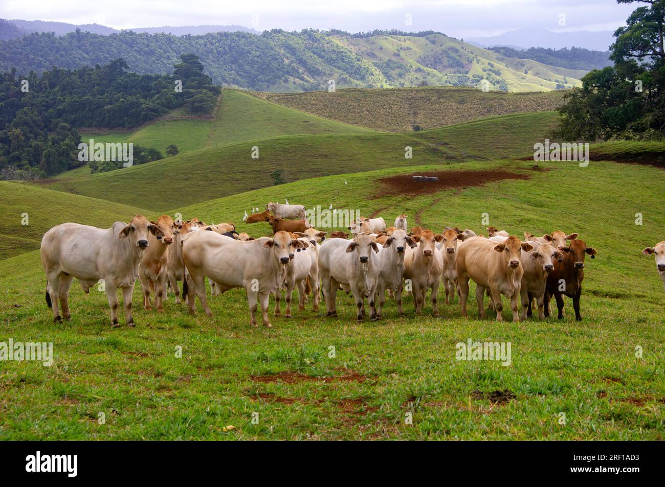 Rindfleisch im Feld, North Palmerston, Mt. Bartle Frere im Hintergrund, Australien. Stockfoto