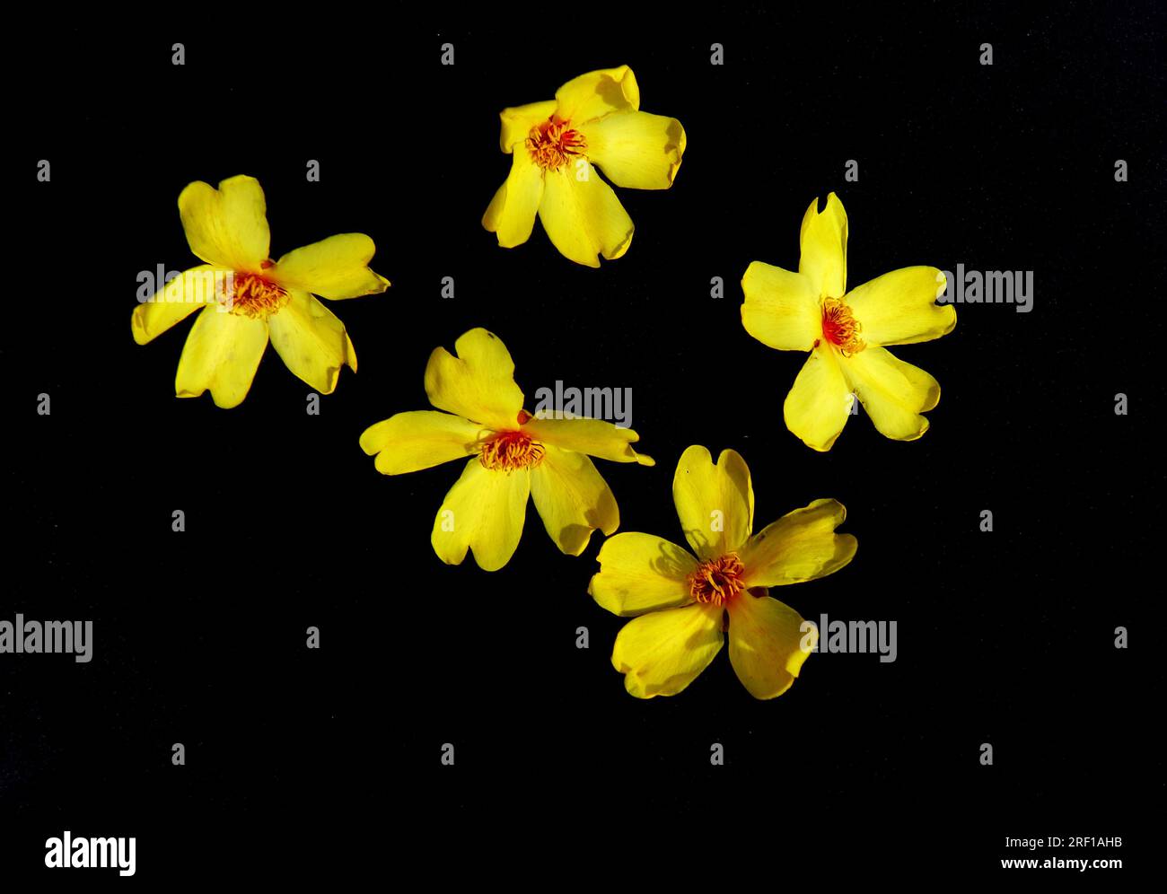Blüten des einheimischen Kapok (Cochlospermum gillivraei) auf schwarzem Hintergrund, Cape York Peninsula, Queensland, Australien Stockfoto