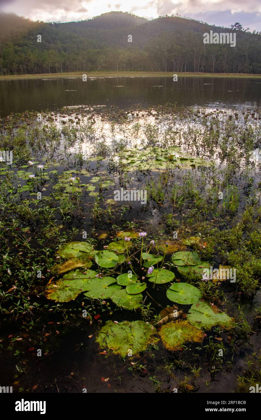 Hasties Swamp (NP), Nyleta Wetlands, Atherton Tablelands, Australien. Stockfoto