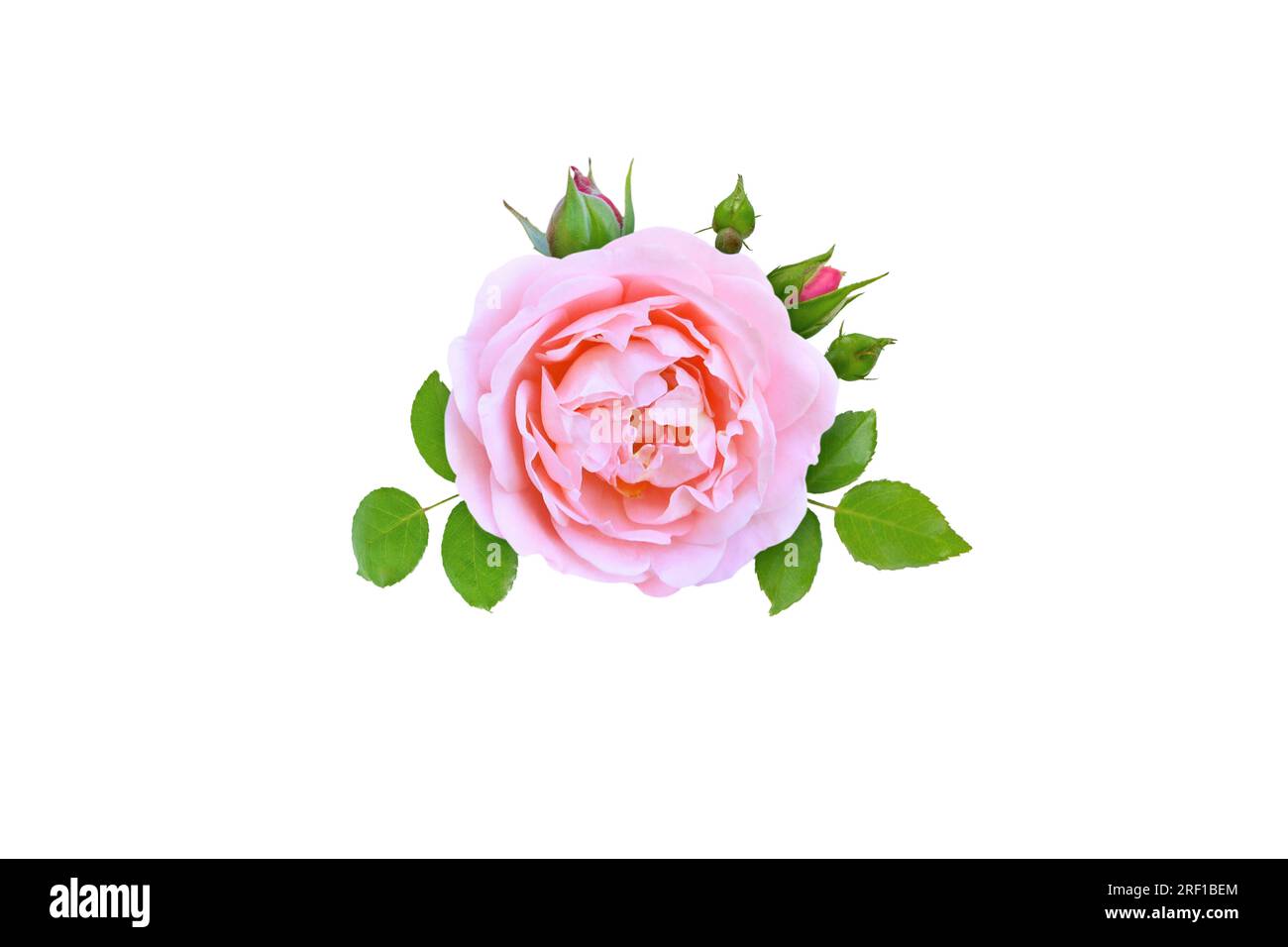 Rosenblüte, Knospen und Blätter isoliert auf weiß Stockfoto