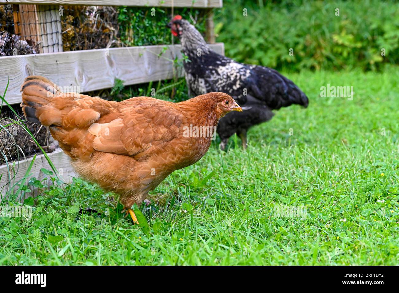 Hühner laufen auf grünem Gras in der Nähe von Gartenkompost Stockfoto