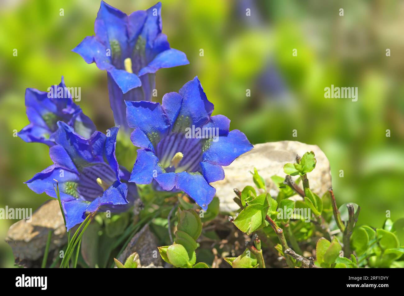 Der großblättrige Enzian zeichnet sich durch grüne Flecken in der offenen Blume aus. Gentiana-Kochiana-Alpen, Österreich, Tirol, 2300 m. Stockfoto