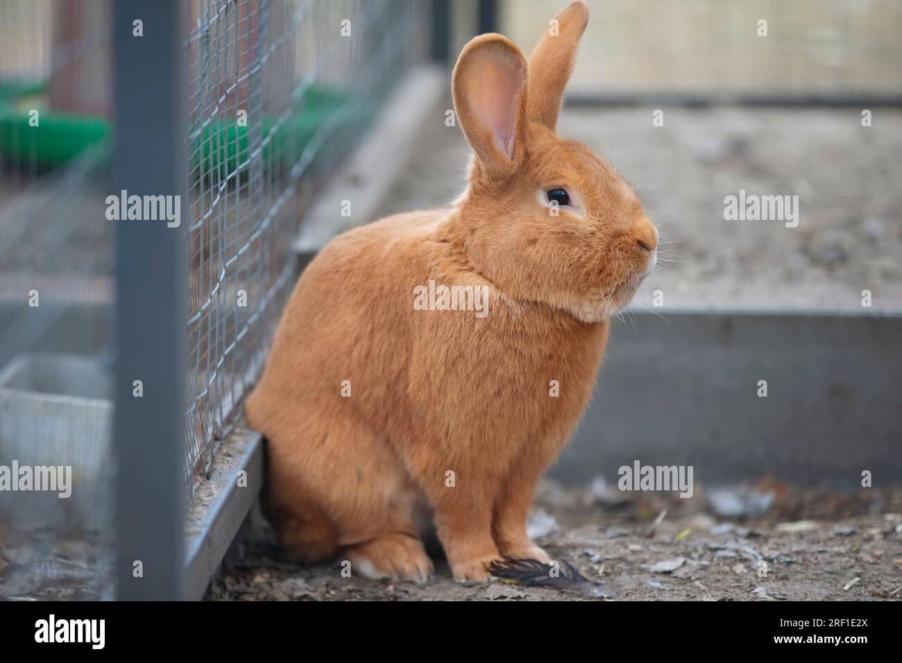 Kaninchen Neuseeland rot flauschig im Vogelhaus. Stockfoto
