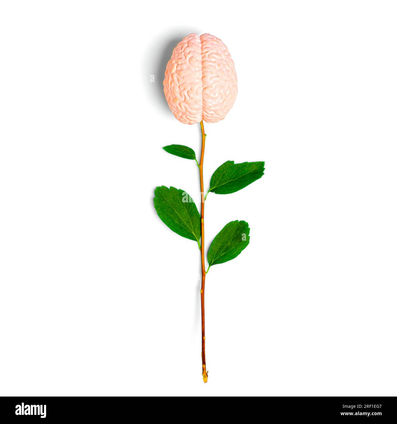 Kreatives Gehirn als Blütenzusammensetzung aus einem frischen Stamm mit grünen Blättern und einem auf weißem Hintergrund isolierten Spielzeughirnmodell. Stockfoto