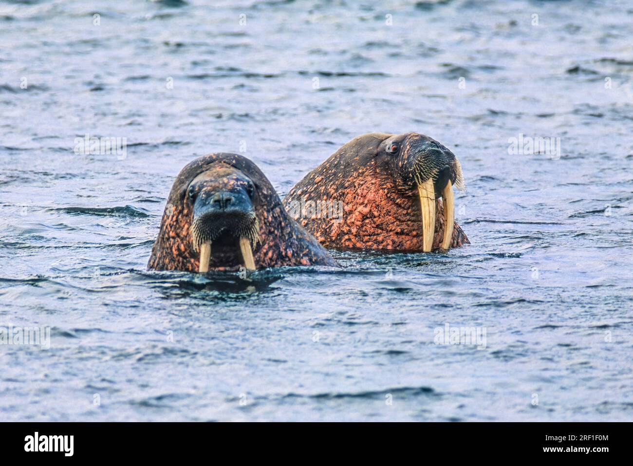 Seltsame Spaziergänge mit großen Stoßzähnen im Meer Stockfoto