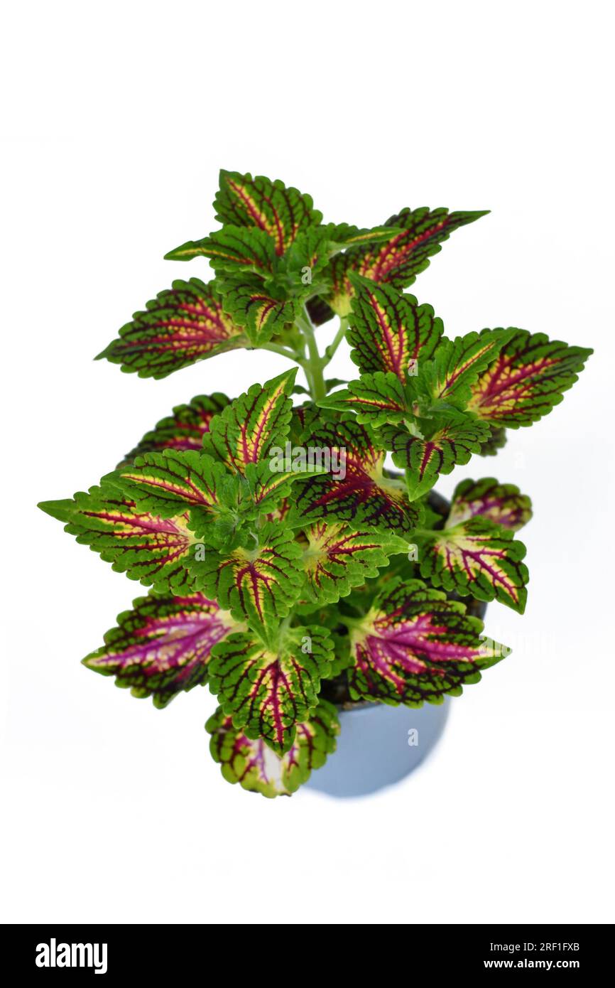 Gegossene Brennnesselpflanze „Coleus blumei“ mit dunkelrosa Venen auf weißem Hintergrund Stockfoto