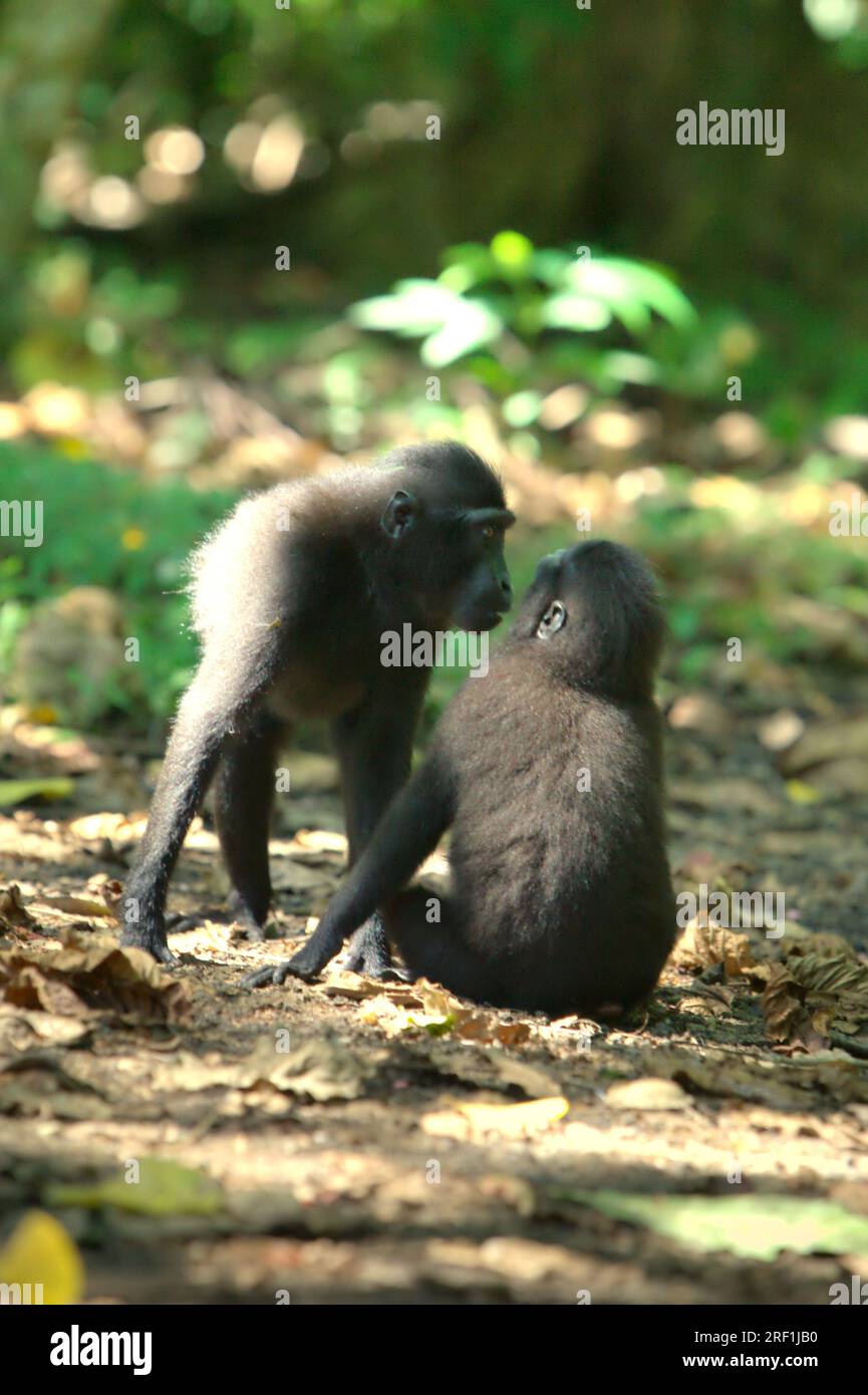 Celebes Crested Macaques (Macaca nigra) interagieren miteinander auf dem Waldboden im Taman Wisata Alam Batuputih (Batuputih Nature Park) in der Nähe des Tangkoko Batuangus Naturschutzgebiets in North Sulawesi, Indonesien. Ein „neutrales“ Gesicht (Gesicht ohne Bewegung) bei Primaten kommuniziert nach wie vor etwas, insbesondere wenn das Gesicht als Komponente in mehrkomponentigen Signalen platziert wird, so ein Team von Primaten-Wissenschaftlern unter der Leitung von Bridget M. Waller (Department of Psychology, Nottingham Trent University, Nottingham, Vereinigtes Königreich) In ihrer Forschungsarbeit zum International Journal of Primatology. Stockfoto