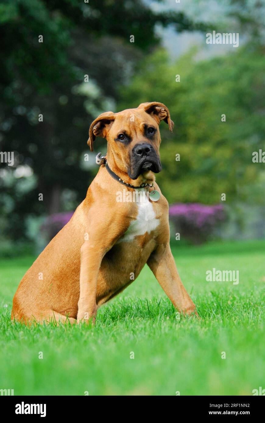 Junger Boxer, 5 Monate alt, sitzt auf einer Wiese, FCI-Standard Nr. 144/2. 2, junger Boxer, 5 Monate alt Stockfoto