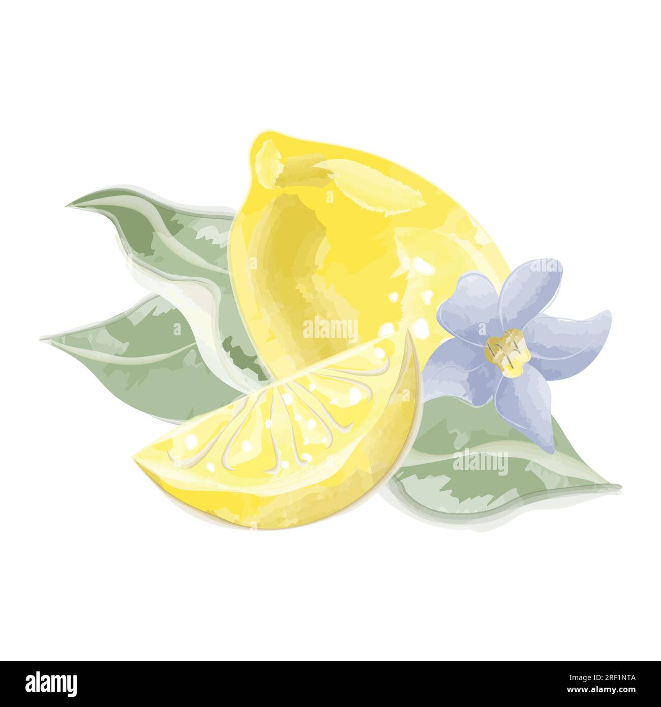 Zitrone mit Zitronenscheibe Aquarellvektor Stock Vektor