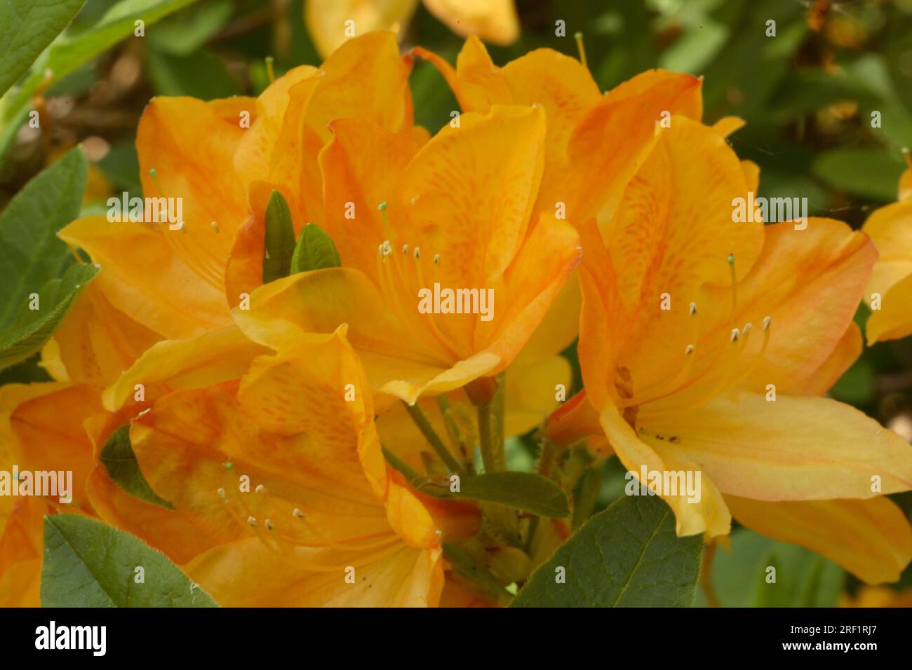 Azalea Milchig Rhododendron „Nicolaas Beets Stockfoto