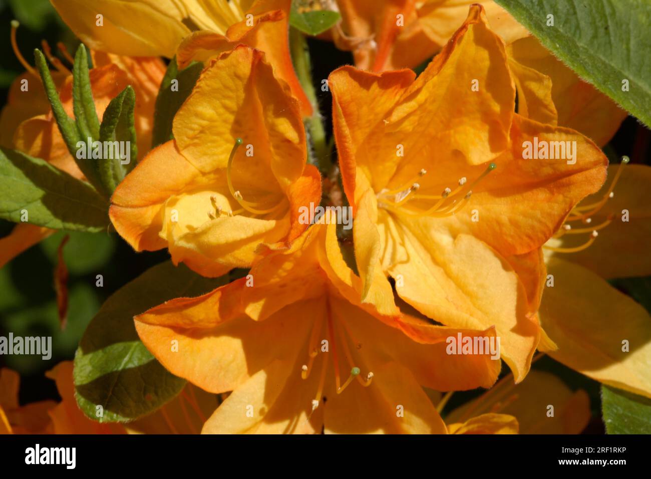 Azalea Milchig Rhododendron „Nicolaas Beets Stockfoto