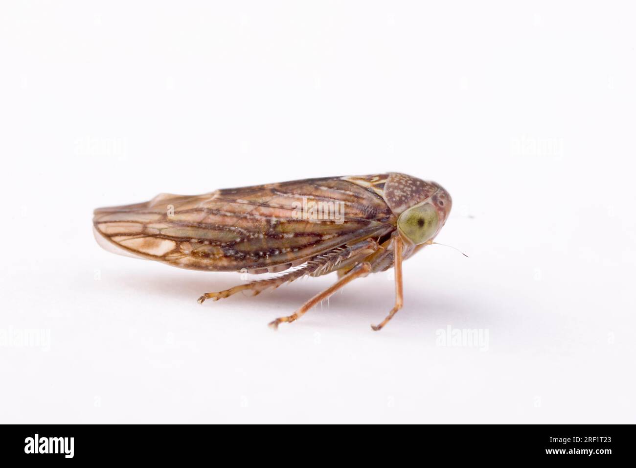 Erlschaum cicada (Aphrophora alni), Seitenansicht Stockfoto