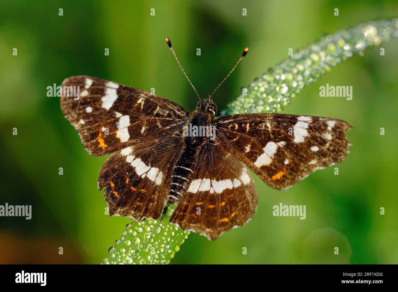 Map Butterfly (Araschnia levana), Nordrhein-Westfalen, Deutschland Stockfoto