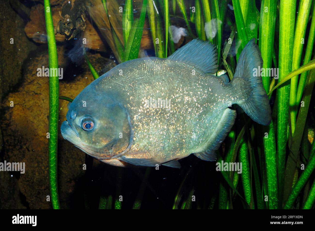 Natterers Piranha (Serrasalmus nattereri) Â / konvexer Piranha, Rotbauch-Piranha Stockfoto