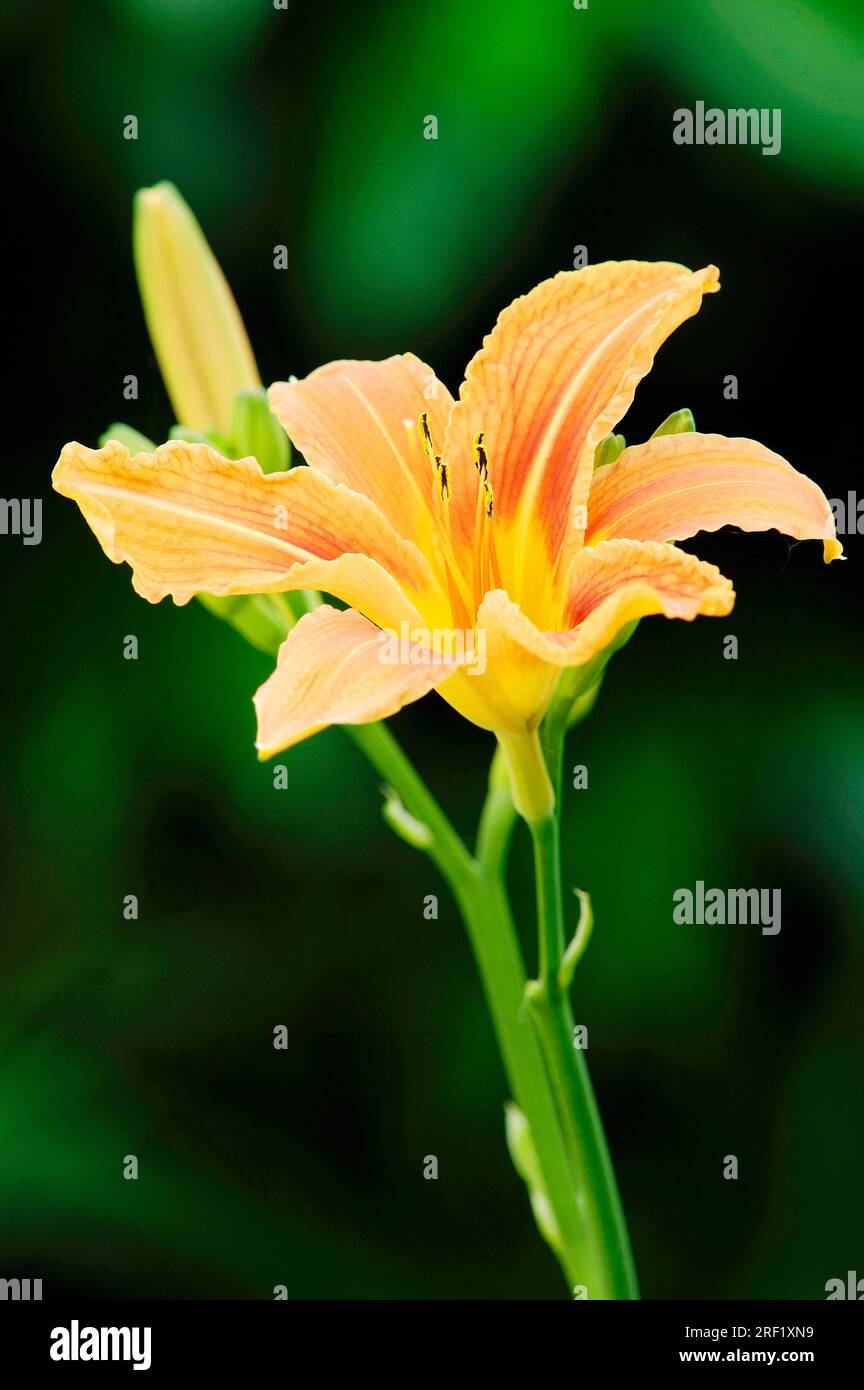 Tag Lily, Blüte (Hemerocallis Hybrid), Hemerocallidaceae Stockfoto