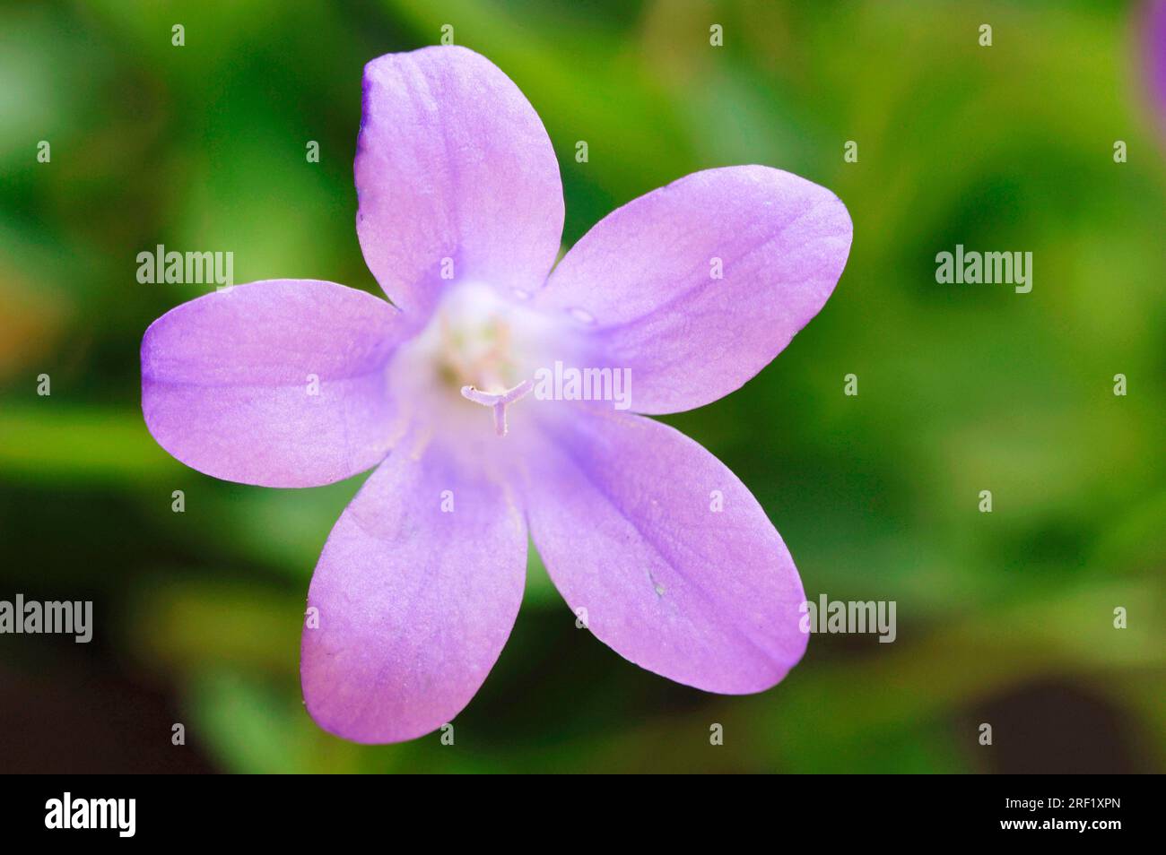 Dalmatinische Bellblume (Campanula portenschlagiana), Blume, Zwergbellblume Stockfoto