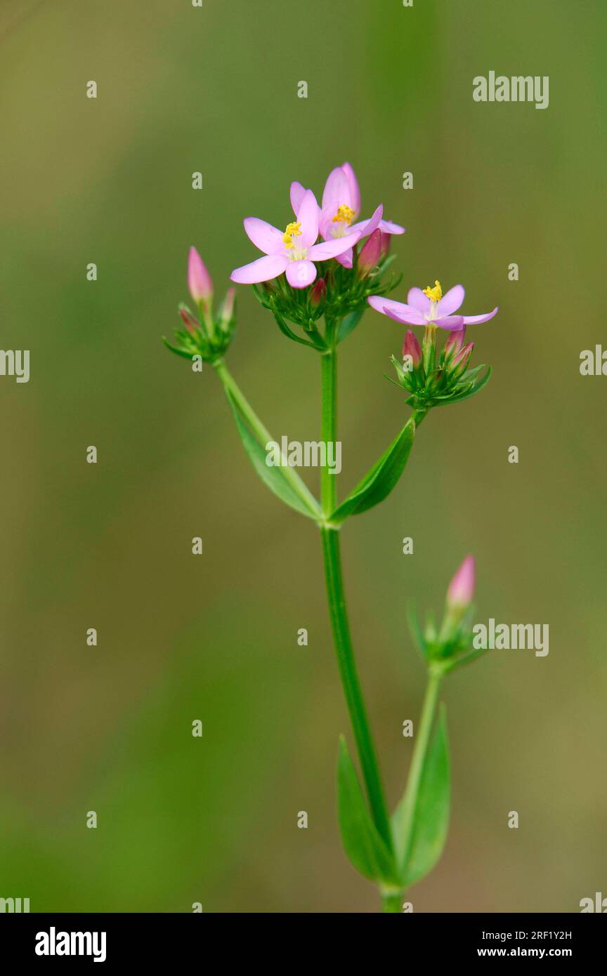 Little Centaury, Nordrhein-Westfalen, Deutschland (Centaurium minus) Stockfoto