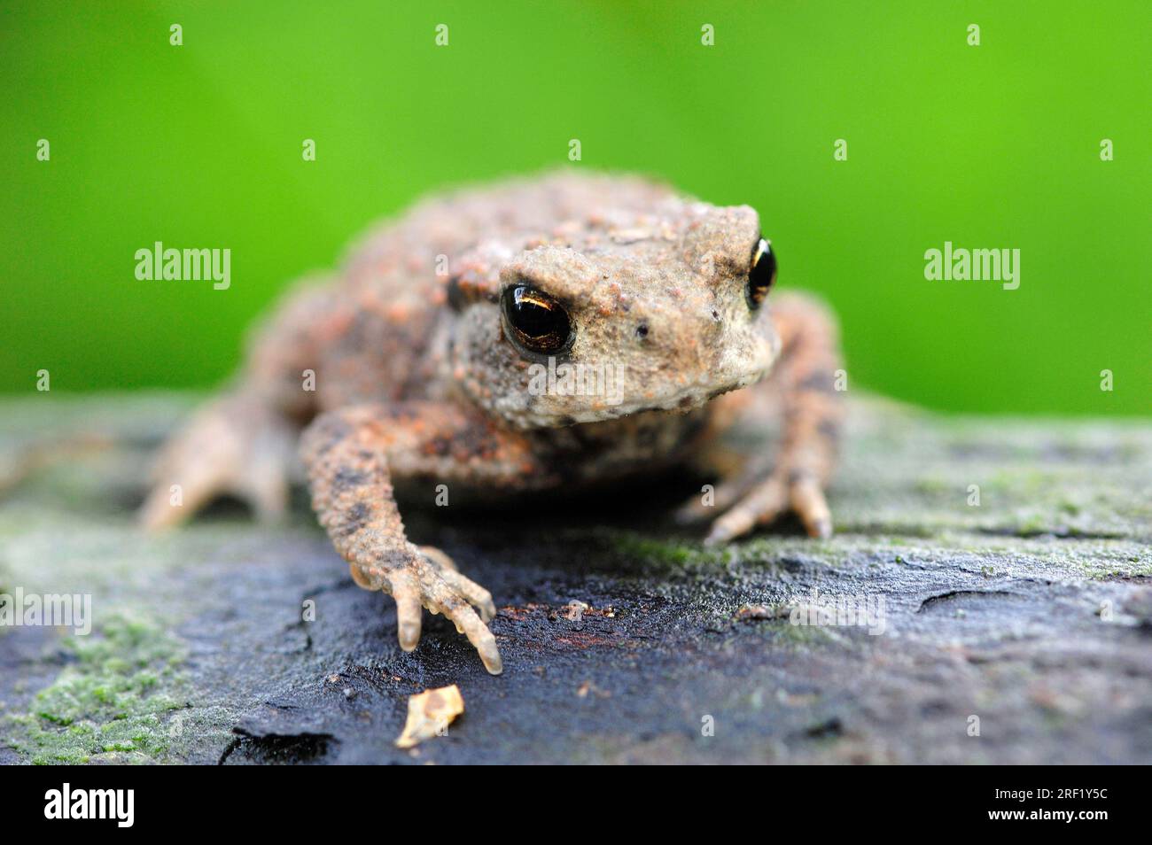 Junge Kröte (Bufo bufo), Nordrhein-Westfalen, Deutschland Stockfoto