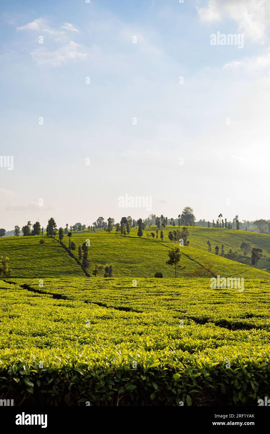 Tee verlässt Bauernhöfe Plantagen im Kiambu County Kenia Ostafrika Reisedokumentarfilm Sunset Blogger Vloggers Youtubers Storytellers Fotograf Stockfoto