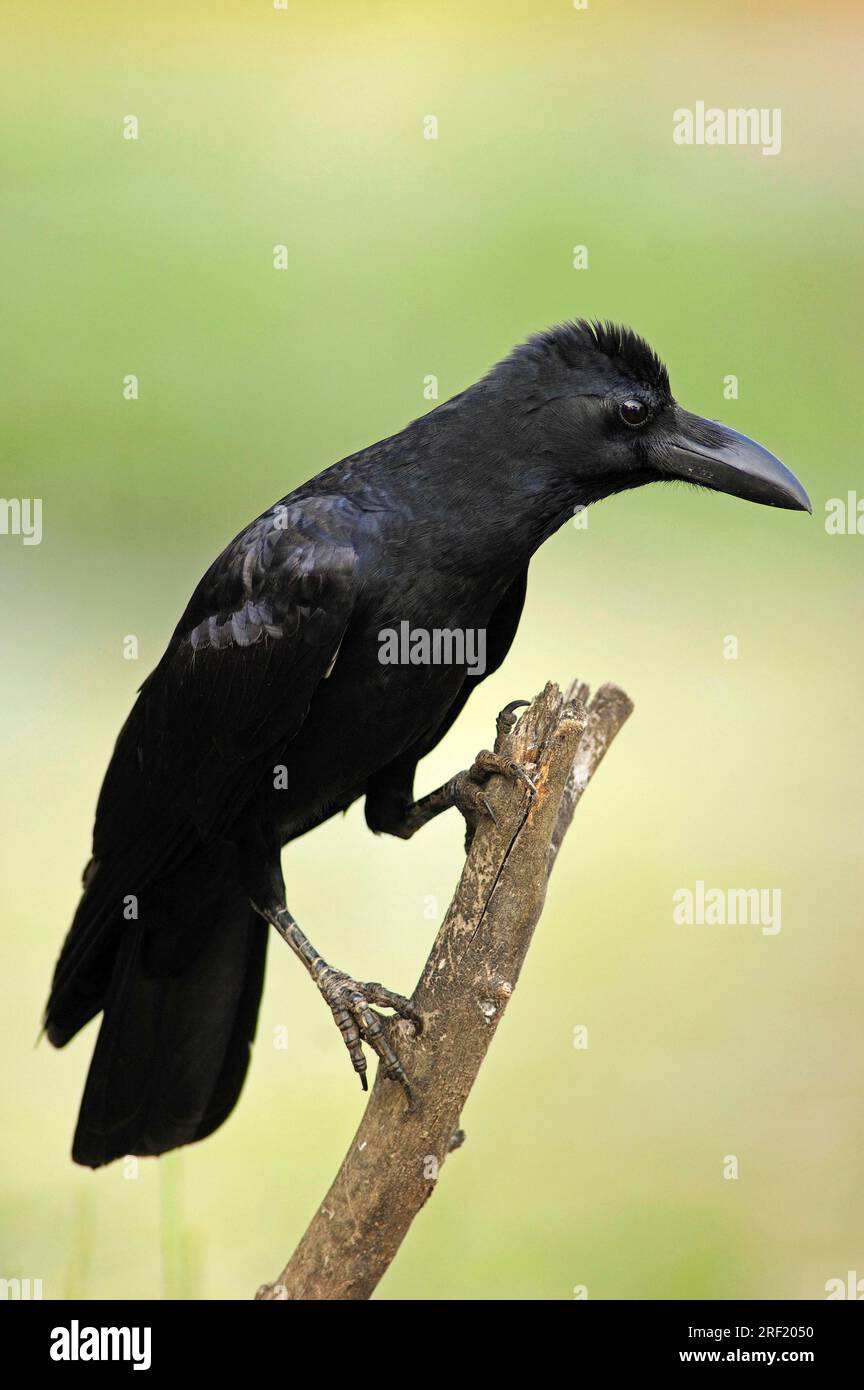 Dschungelkrähe, Keoladeo Ghana-Nationalpark, Rajasthan, Indien, Großkrähe (Corvus macrorhynchos) Stockfoto